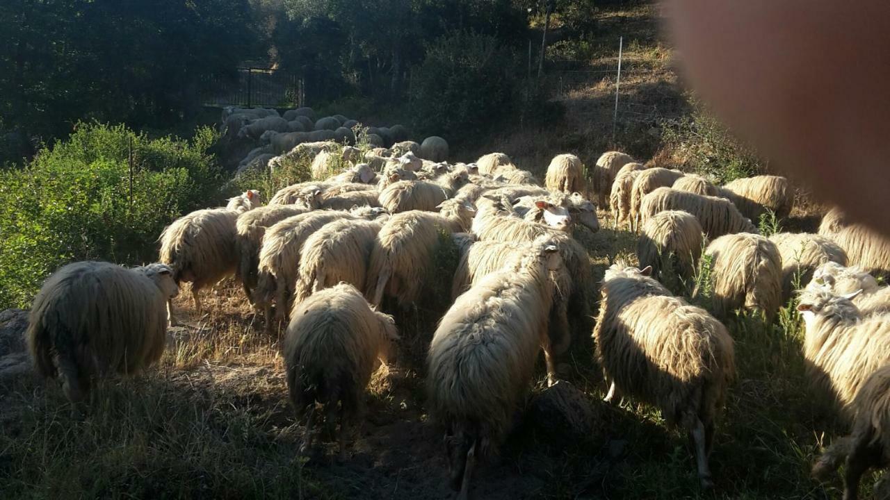 Fumu Ludurru Farm Stay Padru Kültér fotó